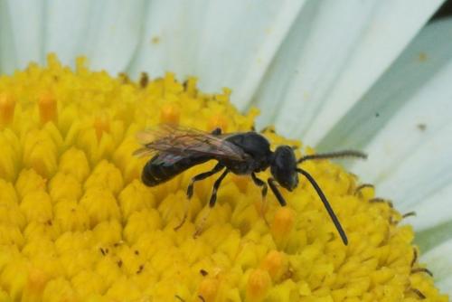 Lasioglossum sp.